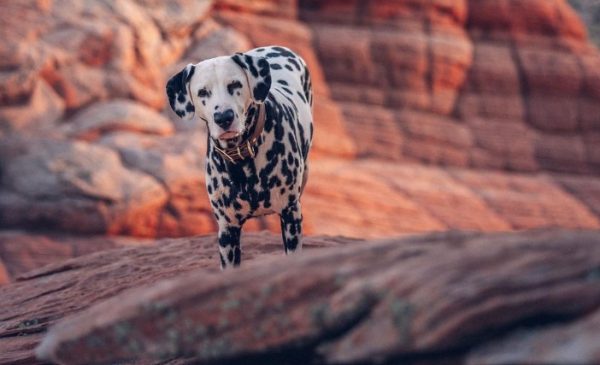 Το πιο αξιολάτρευτο κουτάβι – Viral η μύτη του σε σχήμα καρδιάς