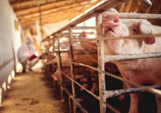 EFSA: «Σταματήστε την Αφρικανική Πανώλη των Χοίρων –  Προλάβετε την εξάπλωση»