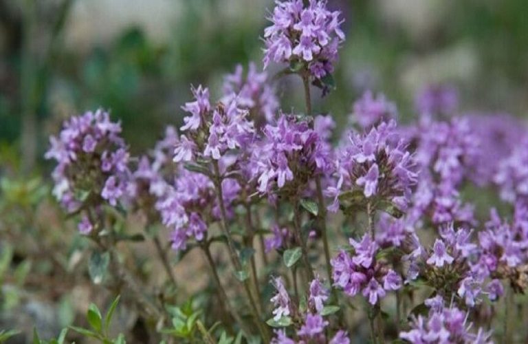 ΕΛΓΟ Δήμητρα: Κίνδυνος απώλειας ζωικών και γενετικών φυτογενετικών πόρων