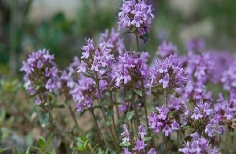 ΕΛΓΟ Δήμητρα: Κίνδυνος απώλειας ζωικών και γενετικών φυτογενετικών πόρων