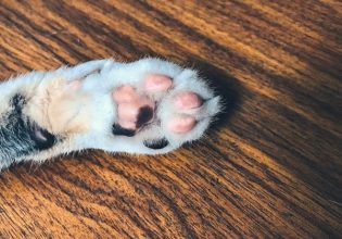 Κτηνωδία στην Αιδηψό: Βρήκε νεκρές οκτώ γάτες στην αυλή της