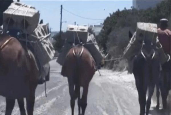 Κακοποίηση ζώων: Καταγγελία στη Σαντορίνη – Μουλάρια κουβαλούν τσιμεντόλιθους μέσα στον καύσωνα