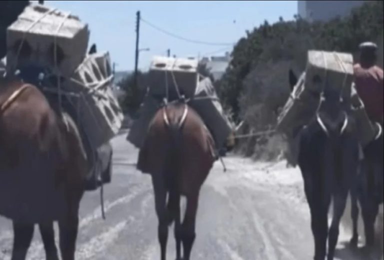 Κακοποίηση ζώων: Καταγγελία στη Σαντορίνη – Μουλάρια κουβαλούν τσιμεντόλιθους μέσα στον καύσωνα