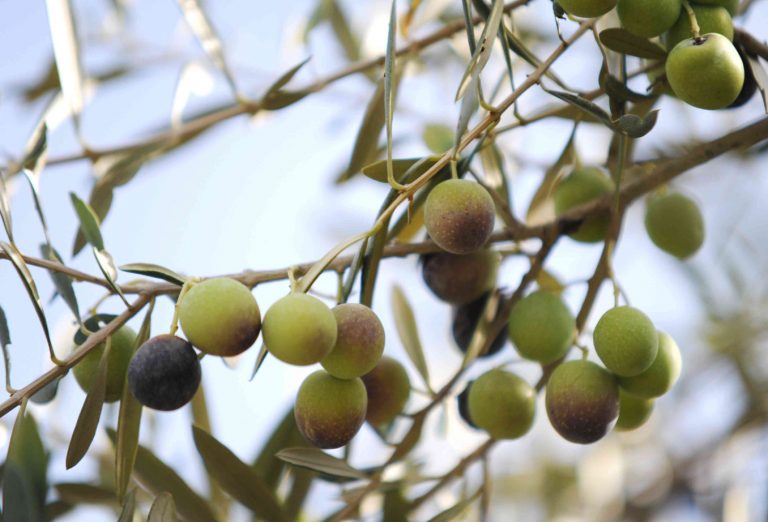 Φωτιές: Σε κρίση η βιομηχανία ελαιόλαδου καθώς ο καύσωνας στην Ευρώπη απειλεί μια ακόμα σοδειά
