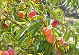 Ροδακινιά: Νέες πτήσεις του φυλλοδέτη – Πού εντοπίζονται οι προσβολές