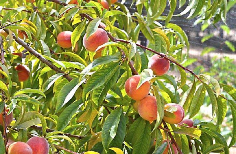 Ροδακινιά: Νέες πτήσεις του φυλλοδέτη – Πού εντοπίζονται οι προσβολές