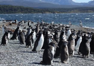 Σχεδόν 2.000 πιγκουίνοι βρέθηκαν νεκροί μέσα σε 10 ημέρες στην Ουρουγουάη