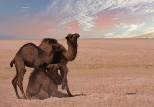 Κυριάκος Μητσοτάκης: Διασκεδάζει τις εντυπώσεις για το «άδειασμα» της έφιππης αστυνομίας – Η ατάκα για τις καμήλες