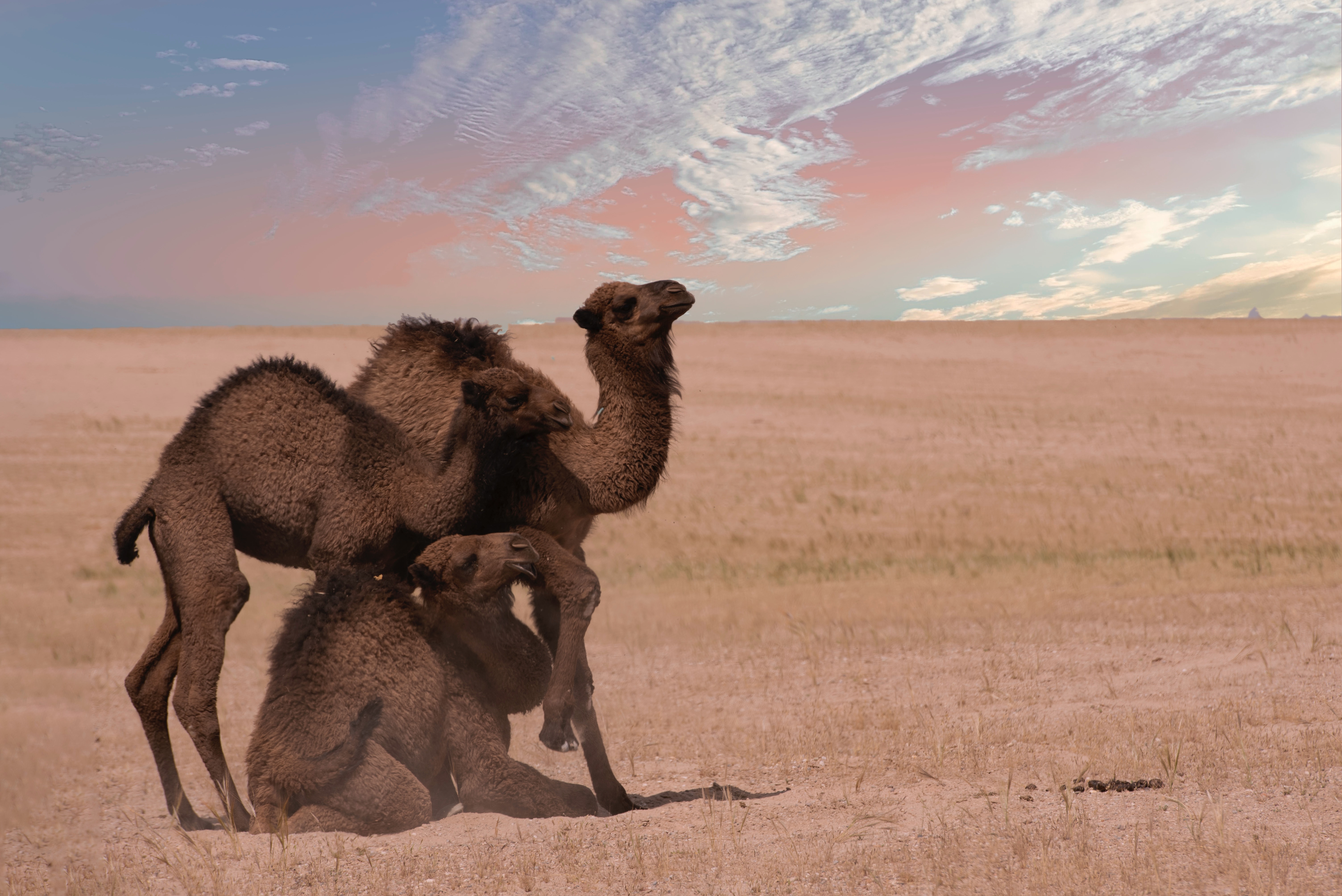 Κυριάκος Μητσοτάκης: Διασκεδάζει τις εντυπώσεις για το «άδειασμα» της έφιππης αστυνομίας - Η ατάκα για τις καμήλες