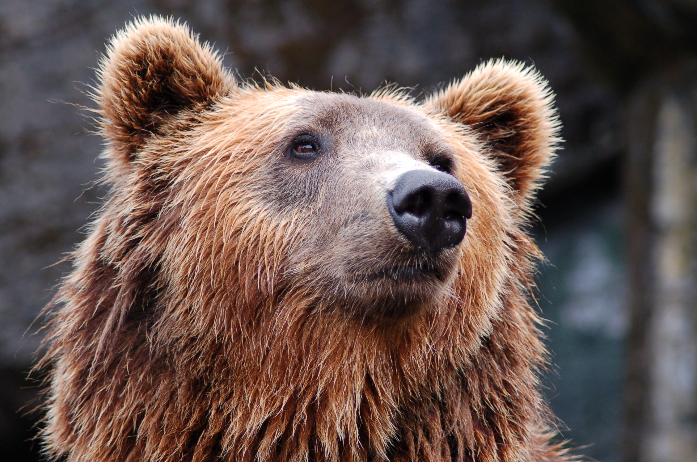Καφέ αρκούδα: Σκότωσε 26χρονο στις Άλπεις - Αναβλήθηκε η θανάτωσή της, αντιδρούν φιλοζωικές οργανώσεις