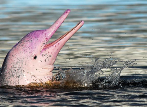 ΗΠΑ: Σπάνια ροζ δελφίνια εμφανίστηκαν και πρόσφεραν εντυπωσιακό θέαμα