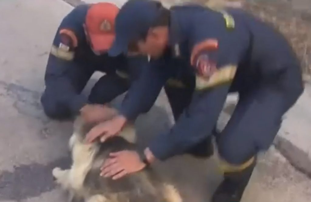 Φωτιά στον Κουβαρά: Πυροσβέστες παρηγορούν φοβισμένο σκυλάκι