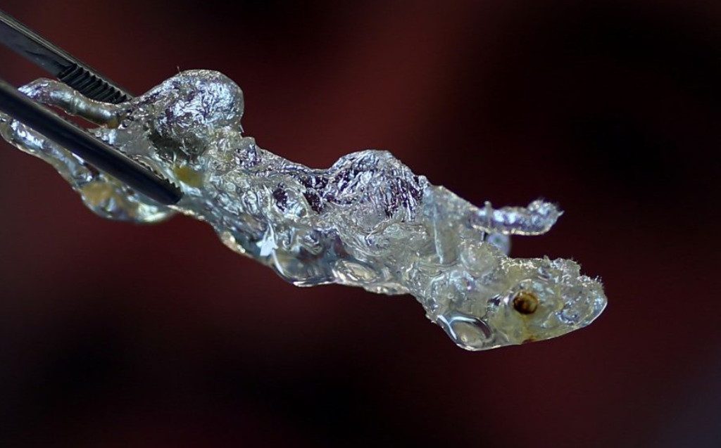 Καρκίνος: Πως «αόρατα» ποντίκια μπορούν να βελτιώσουν θεαματικά τις έρευνες