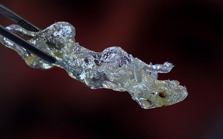 Καρκίνος: Πως «αόρατα» ποντίκια μπορούν να βελτιώσουν θεαματικά τις έρευνες