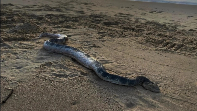 Τεράστιο δηλητηριώδες φίδι «σκόρπισε» τον τρόμο σε παραλία της Αυστραλίας
