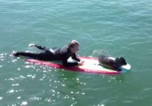 Δείτε μια μικρή φώκια να κάνει σερφ