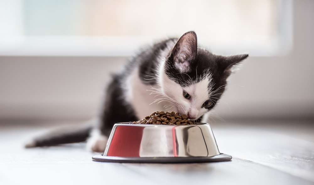 Υγρή ή ξηρά τροφή; Ποια είναι καλύτερη για τη γάτα σας