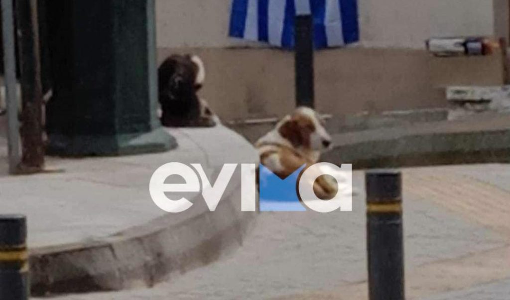 Πυροβολισμός σκύλου στην Εύβοια: Ψάχνουν μέσω βίντεο τον δράστη