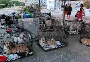 Φωτιές: Πώς μπορούμε να βοηθήσουμε τα πυρόπληκτα ζώα