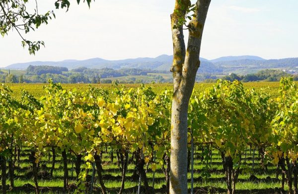 Αμπέλι: Καταστροφές από τον περονόσπορο – Πολλαπλασιάζεται μέρα με τη μέρα