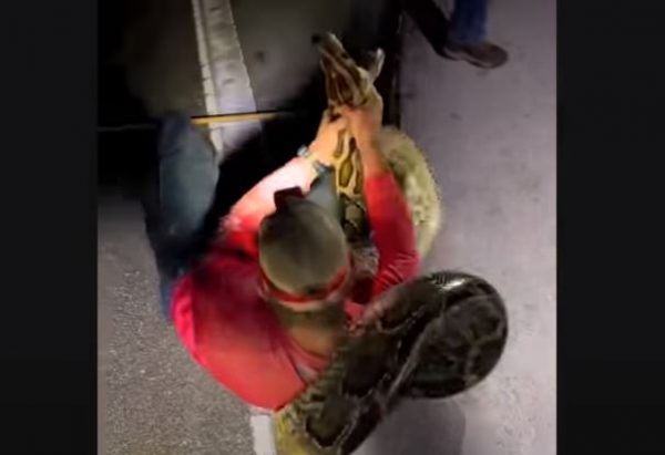 Φλόριντα: Κυνηγοί έδωσαν μάχη με πύθωνα 6 μέτρων – Δείτε βίντεο