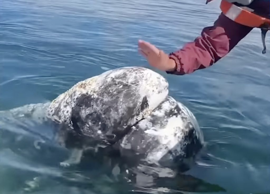 Μεξικό: Φάλαινα ζήτησε βοήθεια από ανθρώπους για να τις αφαιρέσουν παράσιτα