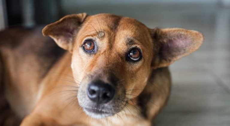 Ειδική Γραμματεία για την Προστασία των Ζώων Συντροφιάς: Οδηγίες για τον απεγκλωβισμό τους από τις πυρόπληκτες περιοχές