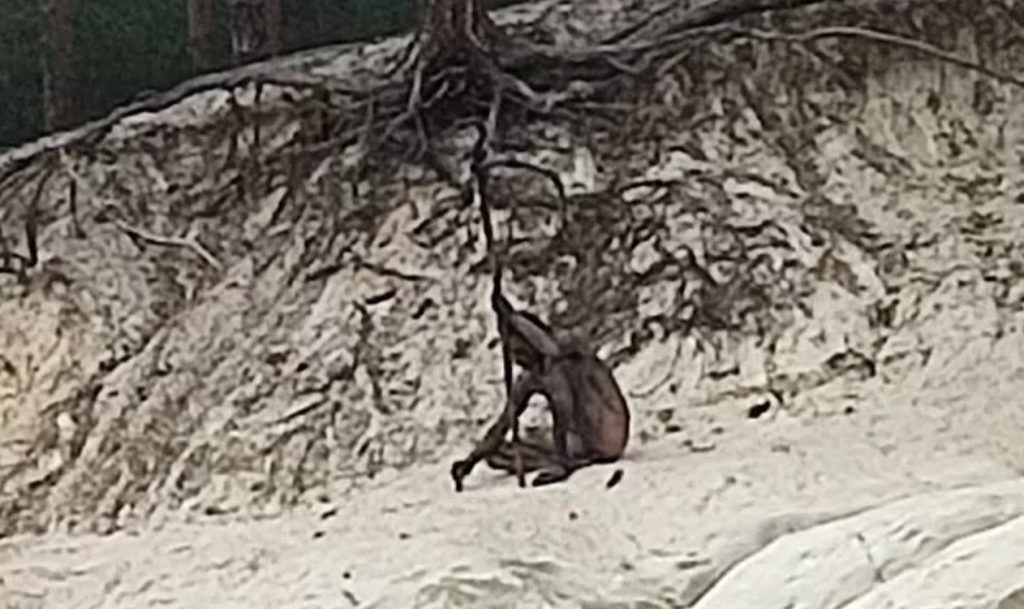 Γερμανία: Μυστηριώδης άντρας εντοπίστηκε από πεζοπόρους έξω από δάσος – «Κρατούσε ένα ξύλινο ραβδί, σαν λόγχη»