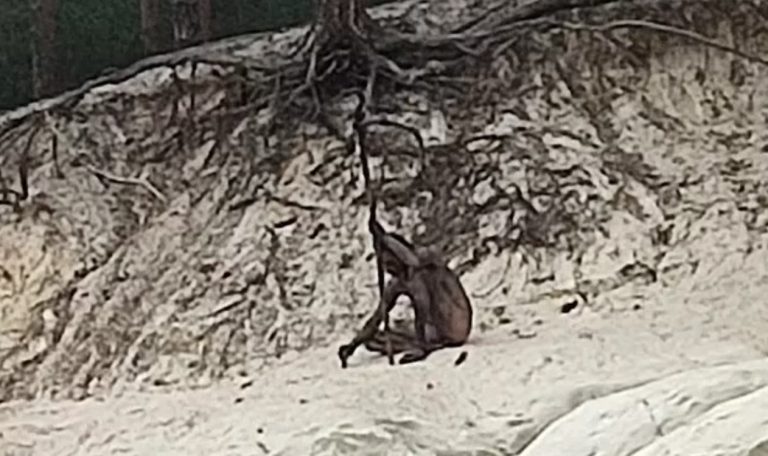 Γερμανία: Μυστηριώδης άντρας εντοπίστηκε από πεζοπόρους έξω από δάσος – «Κρατούσε ένα ξύλινο ραβδί, σαν λόγχη»