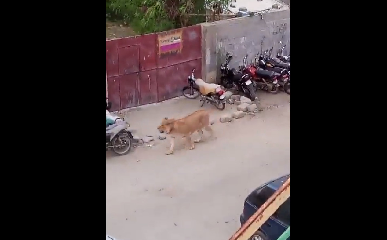 Πακιστάν: Ένα λιοντάρι δραπέτευσε από αυτοκίνητο και κυκλοφορούσε αμέριμνο για δύο ώρες στο Καράτσι