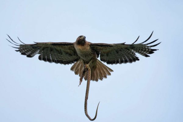 Τέξας: Γυναίκα έπεσε θύμα επίθεσης από φίδι και γεράκι την ίδια στιγμή