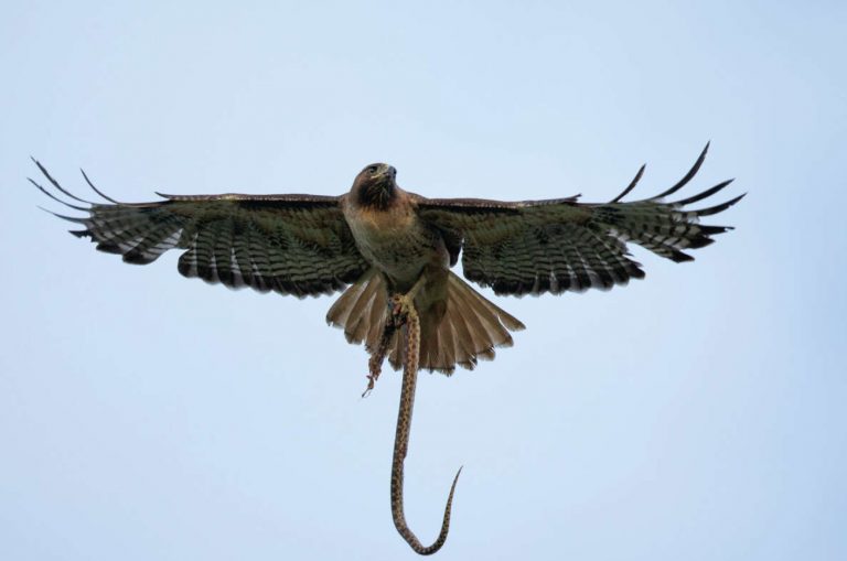 Τέξας: Γυναίκα έπεσε θύμα επίθεσης από φίδι και γεράκι την ίδια στιγμή