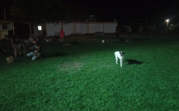 Φωτιά στην Αλεξανδρούπολη: Δεκάδες σκυλιά διασώθηκαν από καταφύγιο αδέσποτων