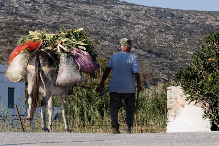 ΕΕ: Μέτρα για την προστασία αλόγων και γαϊδουριών μετά τα περιστατικά κακοποίησης