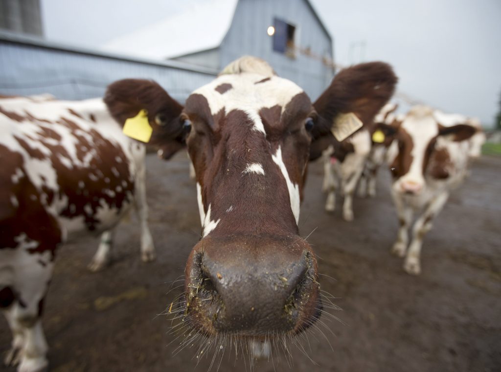 Αγελάδες που ρεύονται λιγότερο μεθάνιο στη μάχη για το κλίμα