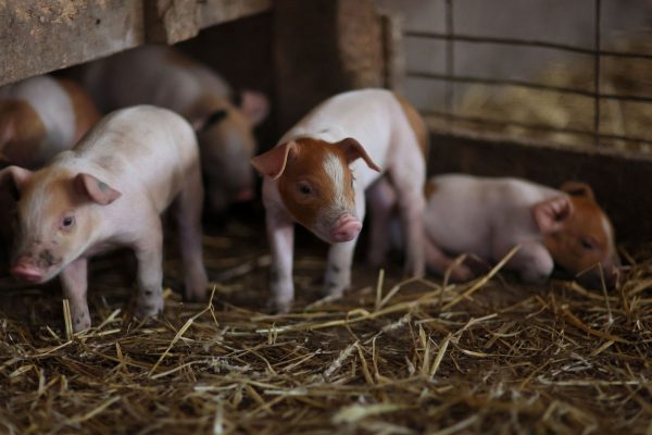 Κορσική: Κεφάλι γουρουνιού έξω από την πρεσβεία του Μαρόκου