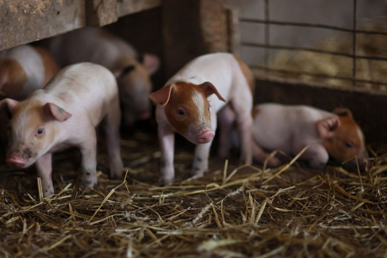 Κορσική: Κεφάλι γουρουνιού έξω από την πρεσβεία του Μαρόκου