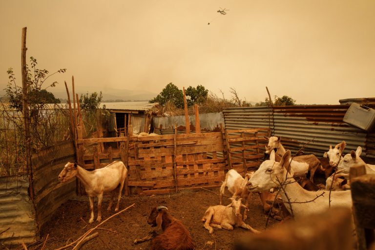 Βορίδης: Πότε θα καταβληθούν οι πρώτες αποζημιώσεις στους πυροπαθείς του Έβρου