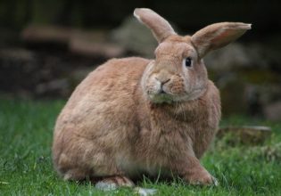 Δύο κουνέλια σε διαμέρισμα στη Θεσσαλονίκη έγιναν… 27 – «Ημασταν πέντε άτομα  για να τα πιάσουμε»
