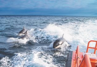 Η όρκα που στήνει ενέδρες στο Στενό του Γιβραλτάρ