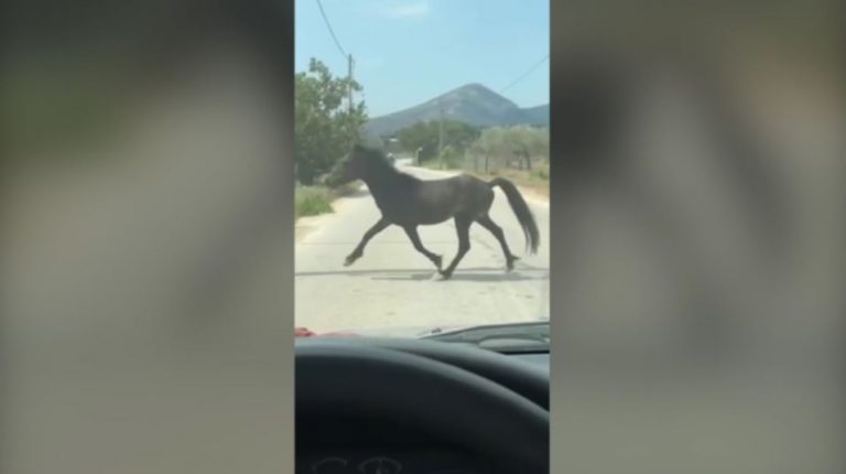 Σοκ στον Υμηττό: Εγκαταλελειμμένα και αποστεωμένα άλογα κατεβαίνουν στα πεδινά για τροφή