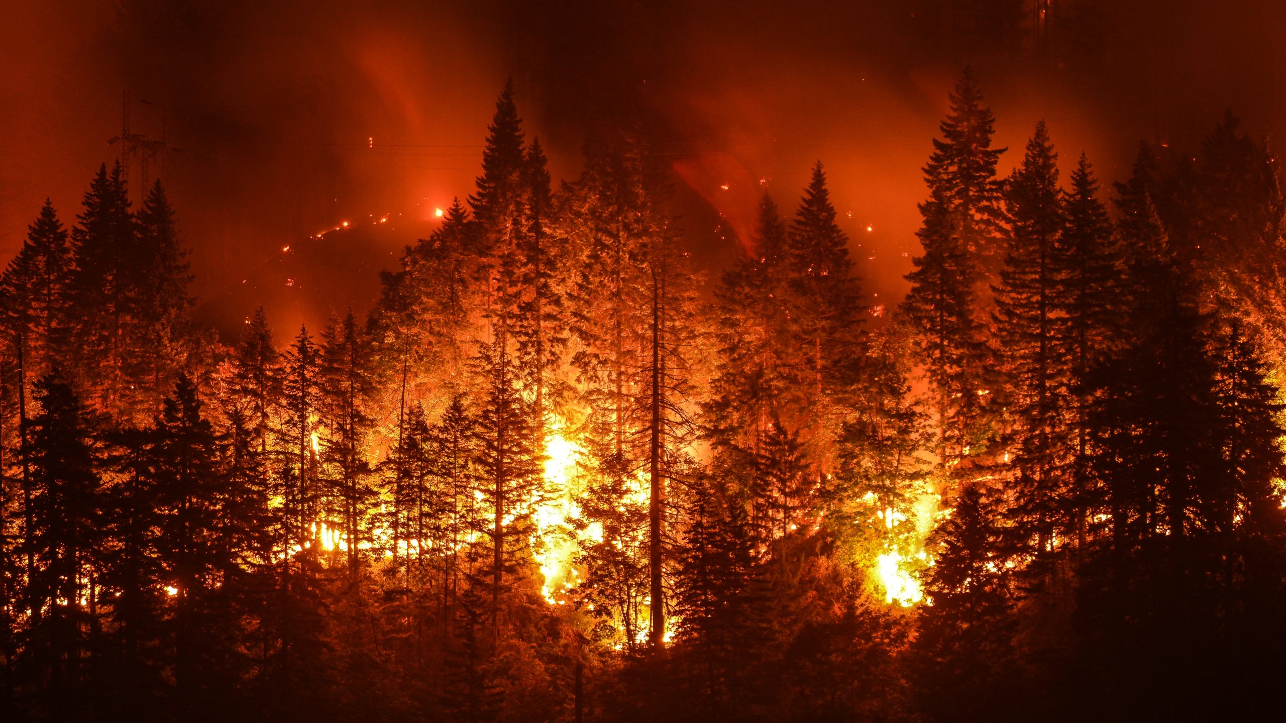 Πώς θα ζήσουμε σε μια ήπειρο που φλέγεται - Τι κάνουμε λάθος με τα δάση και τις φωτιές;