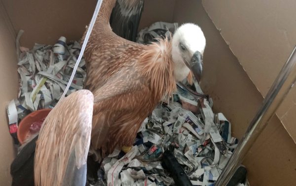 Κρήτη: Νεαροί γύπες πέφτουν αφυδατωμένοι από τις φωλιές λόγω της ζέστης