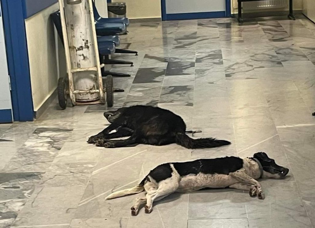 Ιταλοί ήρθαν για να βρουν τον παράδεισο και έζησαν την κόλαση – «Φόλιασαν» τα σκυλιά τους