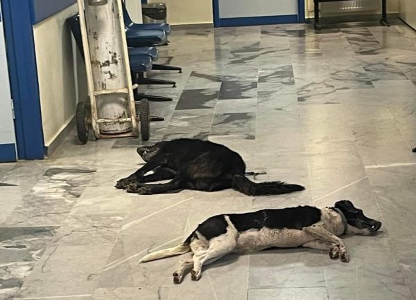 Ιταλοί ήρθαν για να βρουν τον παράδεισο και έζησαν την κόλαση – «Φόλιασαν» τα σκυλιά τους