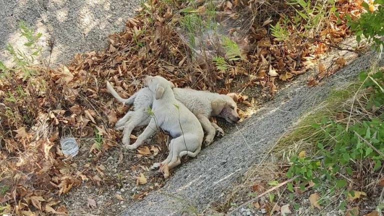 Χαλκιδική: Έβαλε κουταβάκια σε τσουβάλι και τα πέταξε στη μέση του δρόμου – Σοκαριστική καταγγελία