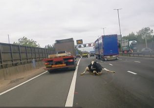 Μεγάλη Βρετανία: Αγελάδα πέφτει από φορτηγό σε αυτοκινητόδρομο – Βίντεο που «κόβει» την ανάσα