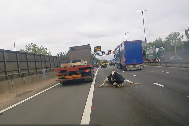 Μεγάλη Βρετανία: Αγελάδα πέφτει από φορτηγό σε αυτοκινητόδρομο – Βίντεο που «κόβει» την ανάσα