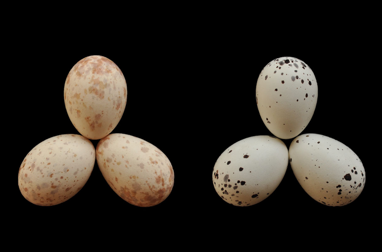 Τίνος είναι βρε γυναίκα τα αβγά – Όταν ο κούκος βρίσκει τον δάσκαλό του