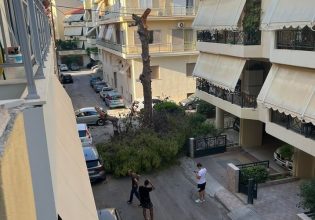 Έπεσε ξανά δέντρο στο Ηράκλειο – Από τύχη δεν τραυματίσθηκε κανείς